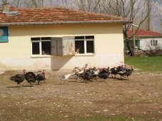 Ankara Haymana Çatak Köyü İlköğretim Okul'una İMECE ile yeni ihata duvarı